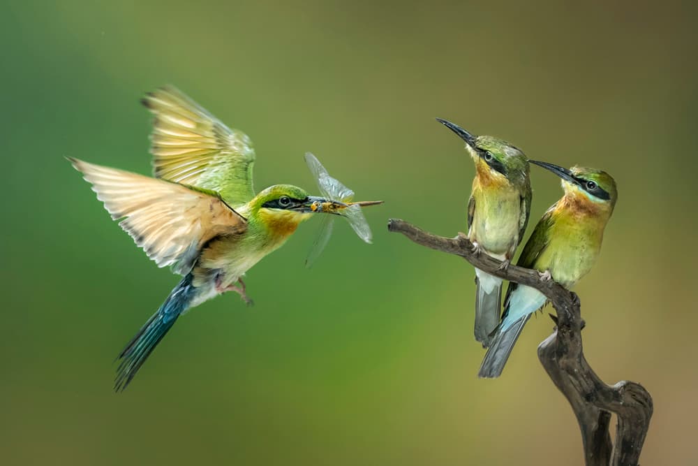 Green Birds and Dragonfly by Handi Nugraha — canvas wall art