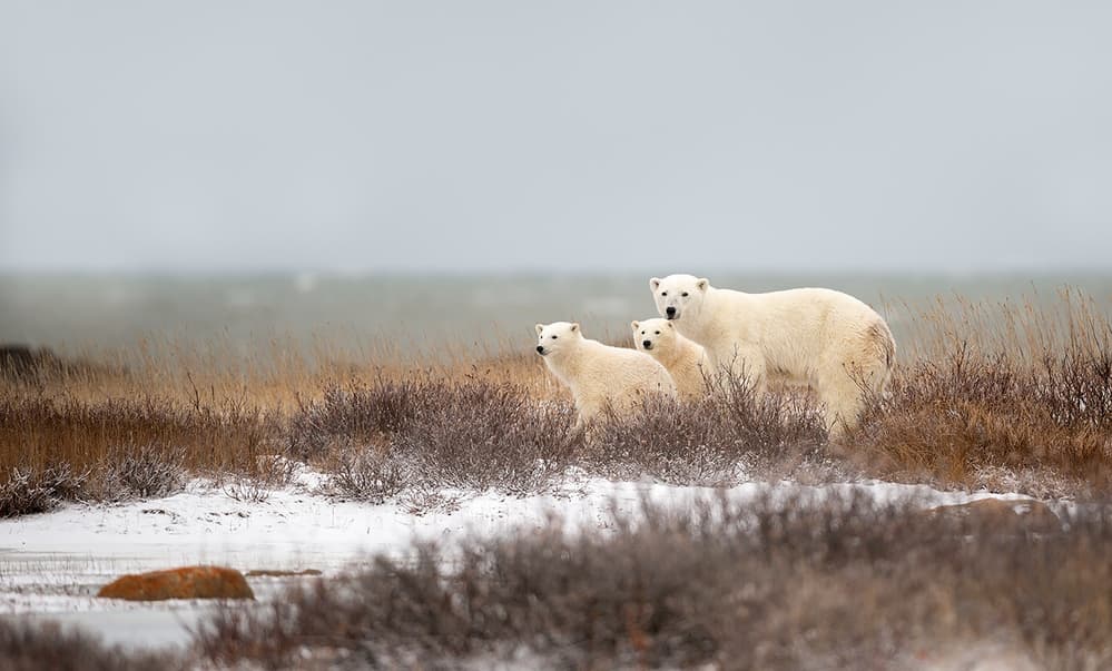 Polar Bear Family by Marco Pozzi — canvas wall art