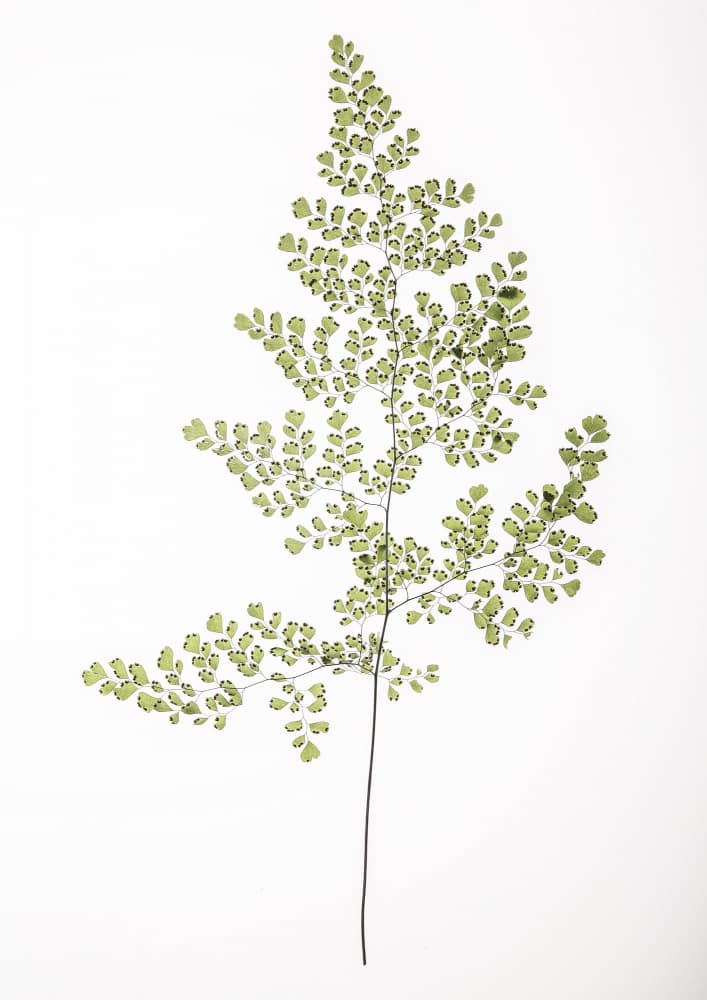 Fern Elegance by Shot by Clint — canvas wall art