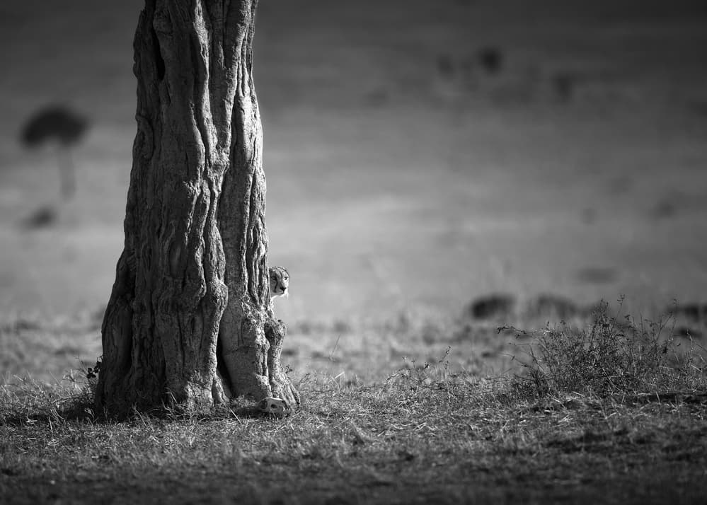 Hidden Savannah Cheetah by Faisal ALnomas — canvas wall art