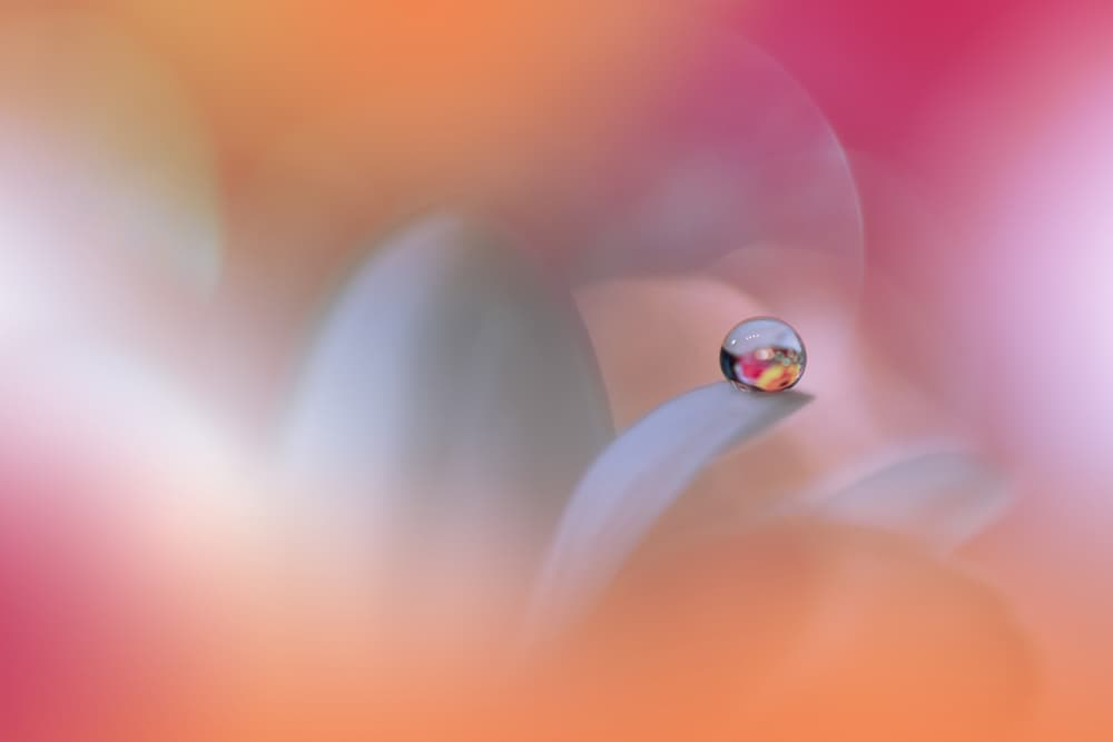 Vibrant Droplet Blossom by Juliana Nan — canvas wall art