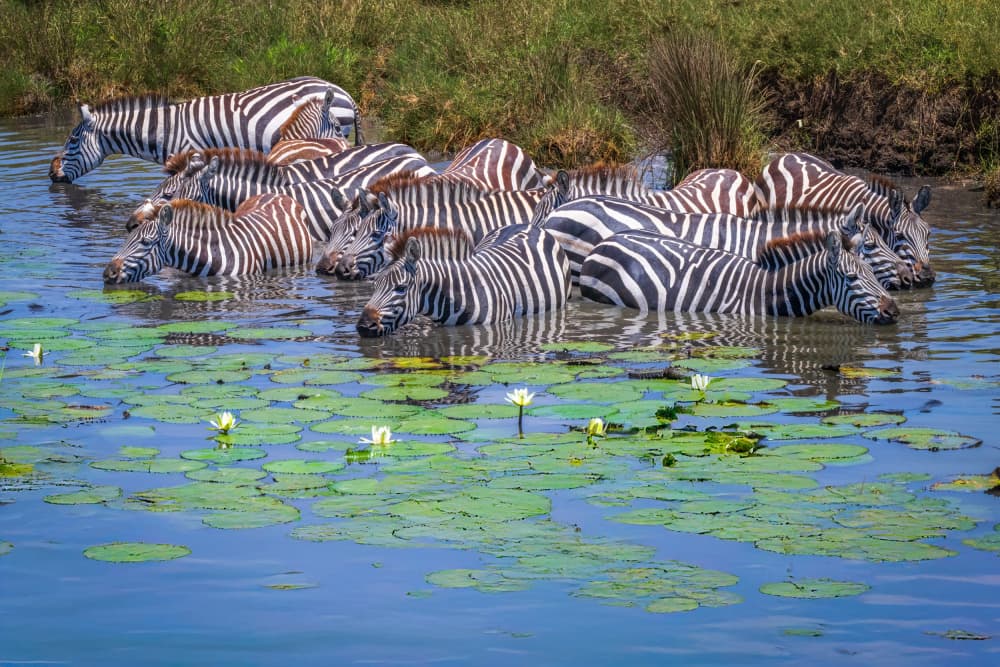 African Zebras Drinking Water by Jeffrey C. Sink — canvas wall art