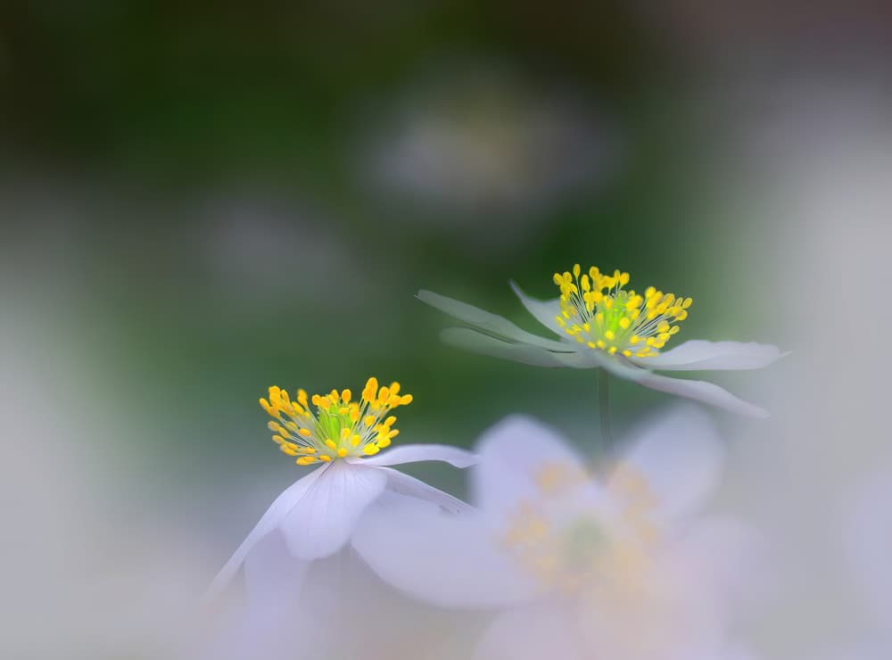 Soft Floral Blooms by Ylva Sjögren — canvas wall art