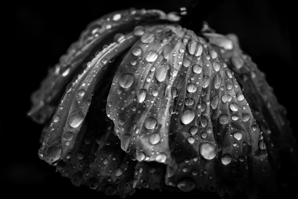 Delicate Wet Petals by Atsushi Inamura — canvas wall art