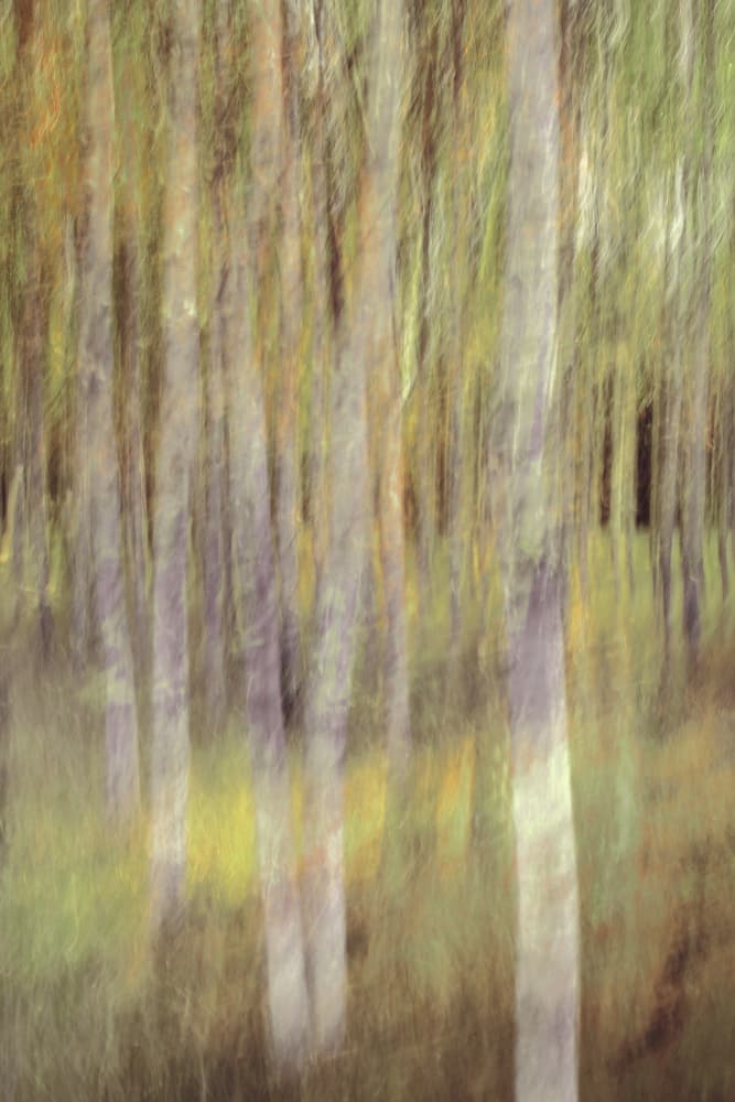 Abstract Forest Serenity by Christina Sillen — canvas wall art