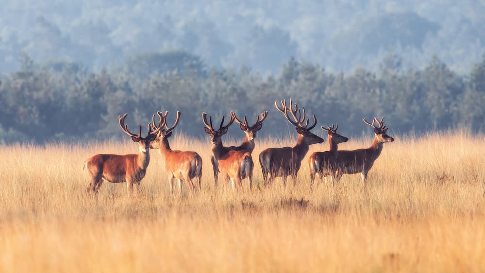 Stags in Golden Field by Jaap van den Helm — canvas wall art