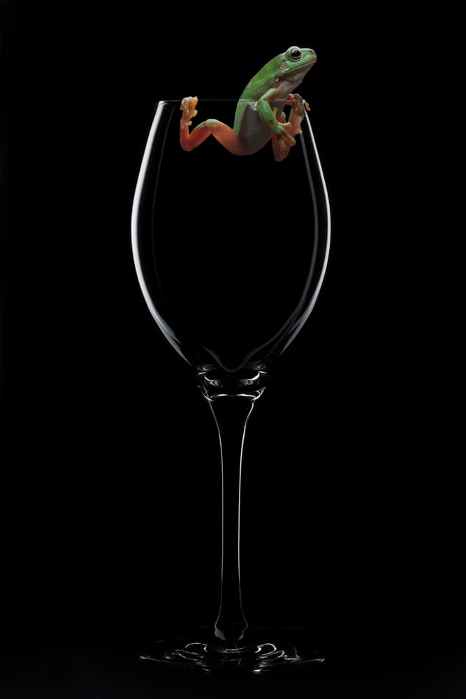 Green Frog On Glass by Louise Wolbers — canvas wall art