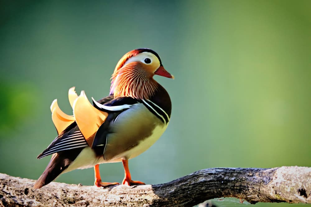 Vibrant Mandarin Duck by Bojan Bencic — canvas wall art
