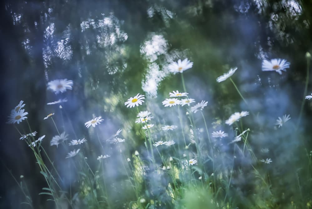 Dreamy Daisy Field by Maryse Dardaillon — canvas wall art