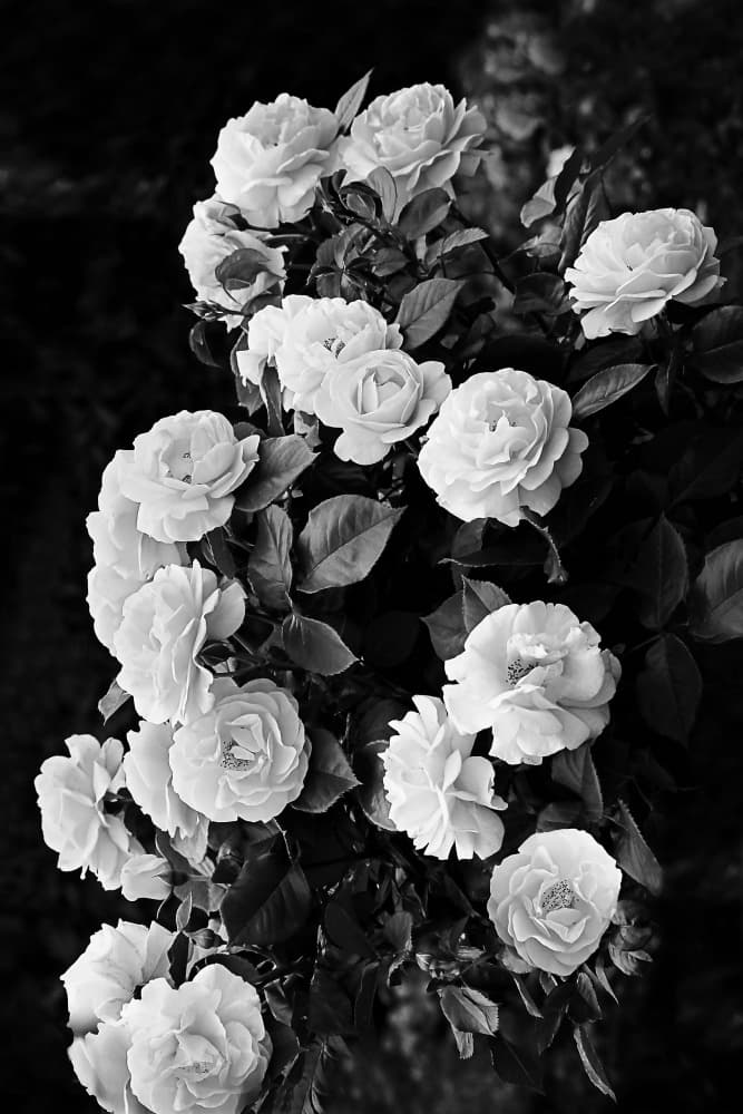 Rose Bush by Kathrin Pienaar — canvas wall art