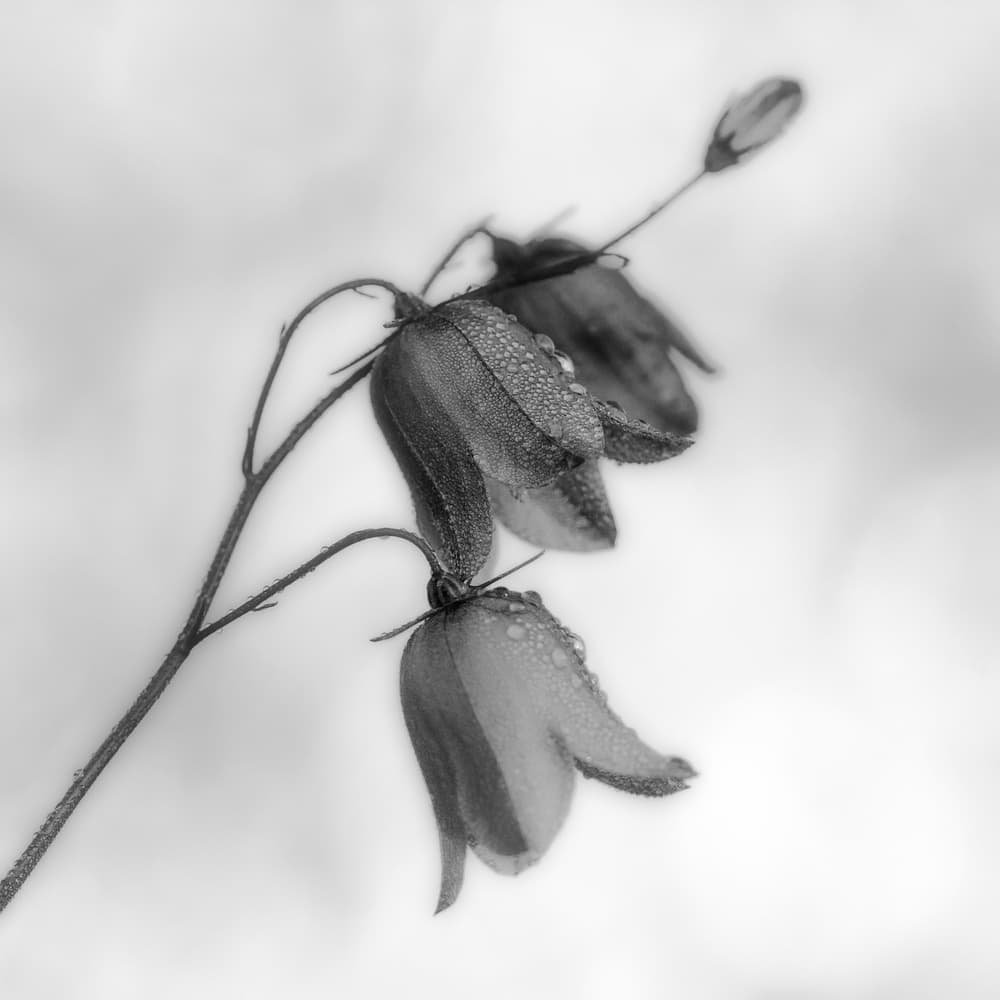 Dewy Bell Flowers by Bjorn Emanuelson — canvas wall art