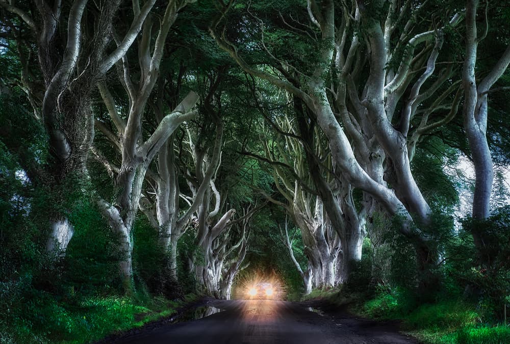 Enchanted Tree Tunnel by Aida Ianeva — canvas wall art