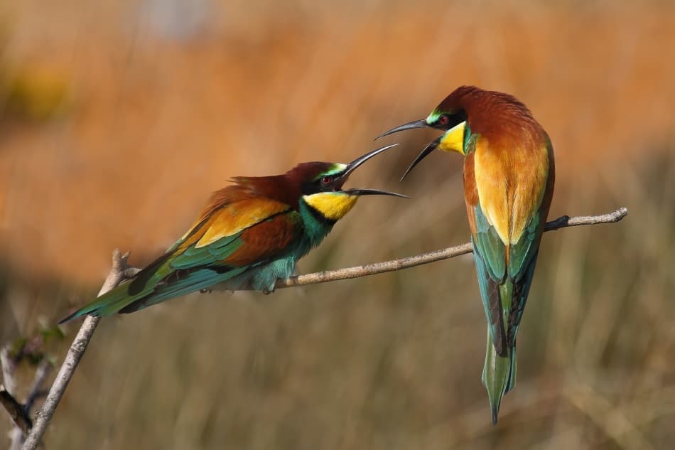 Vibrant Bee-Eater Pair by Nicolás Merino — canvas wall art