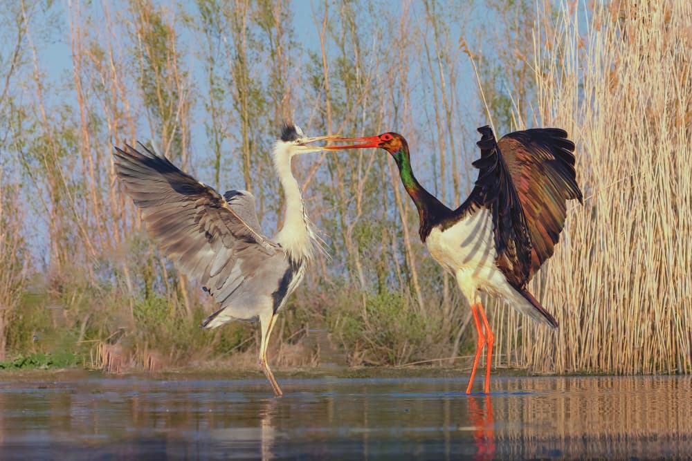 Heron And Stork Encounter by Yun Thwaits — canvas wall art