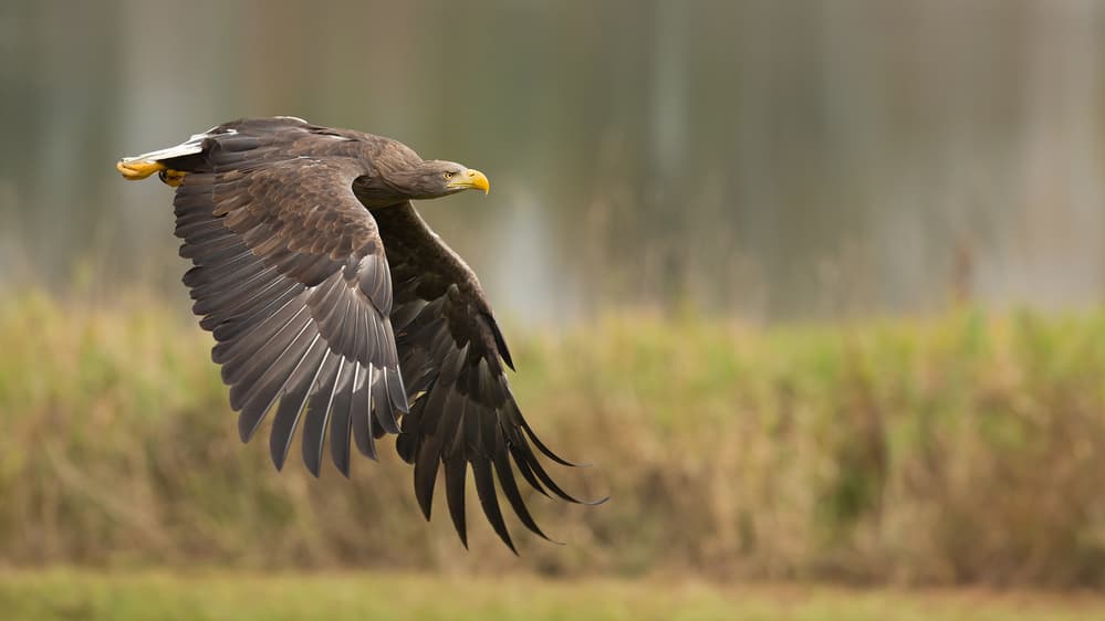 Majestic Eagle Flight by Milan Zygmunt — canvas wall art