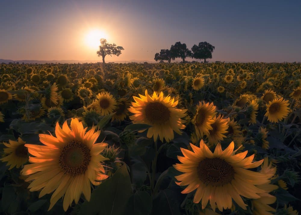 Sunflower field by Aidong Ning — canvas wall art