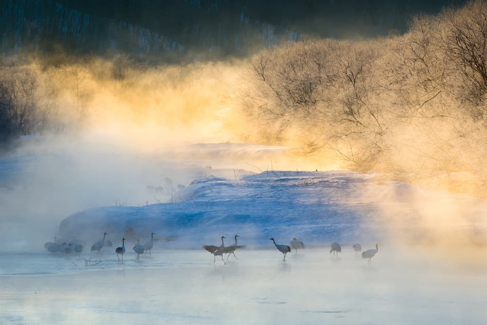 Golden Mist Cranes by C. Mei — canvas wall art