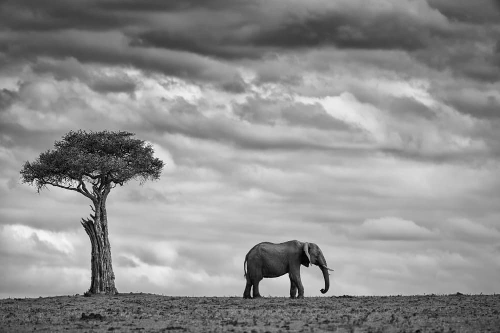 African Elephant Solitude by Mario Moreno — canvas wall art