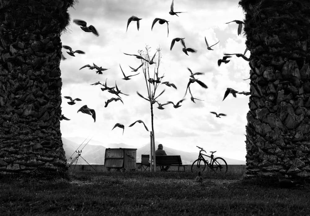Flying Birds Park Solitude by Ali Ayer — canvas wall art
