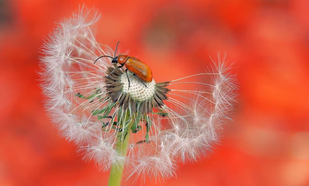 Orange Beetle Dandelion by Thierry Dufour — canvas wall art