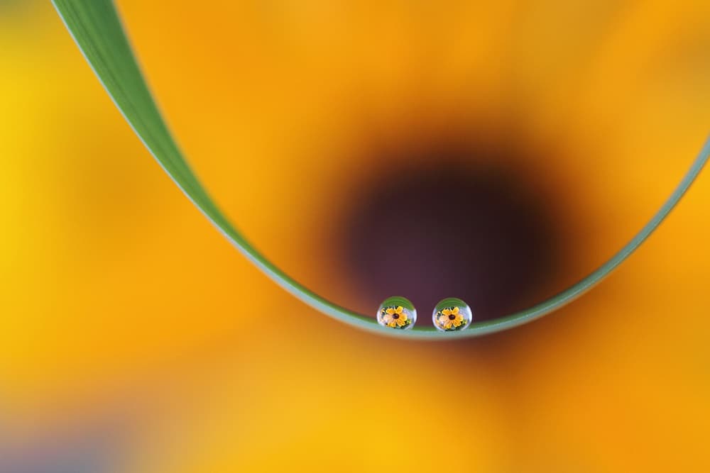 Dewdrop Sunflower Reflections by Bertrand Kulik — canvas wall art