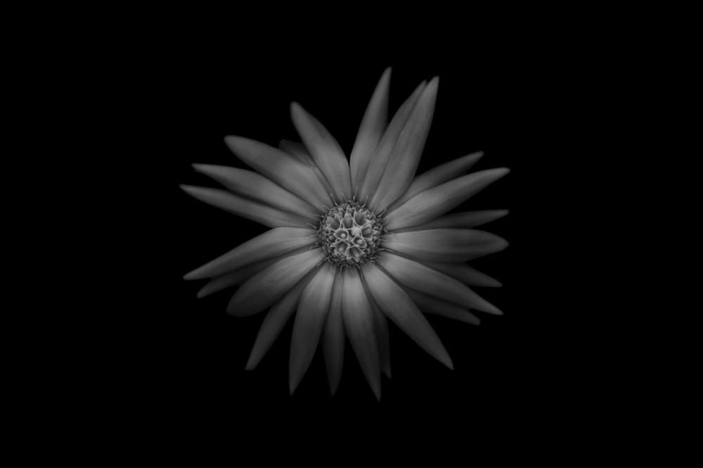 Black And White Flower by Lotte Grønkjær — canvas wall art
