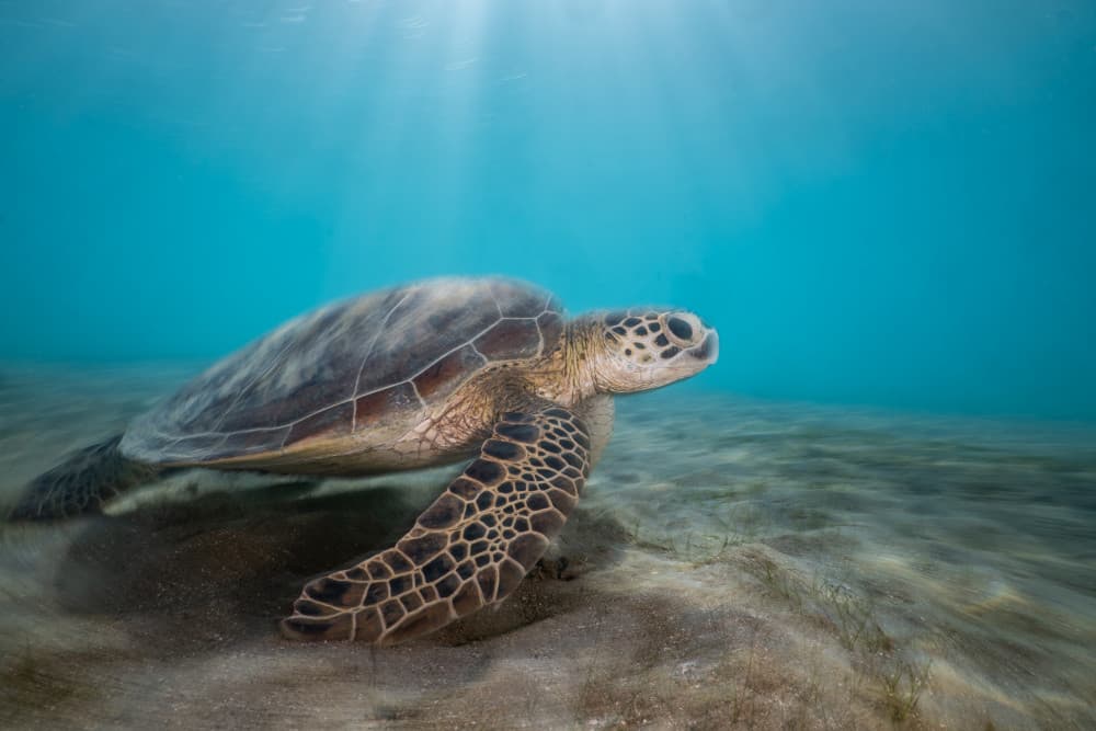 Sunlit Sea Turtle by Serge Melesan — canvas wall art