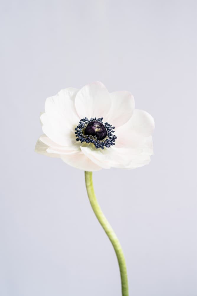 White Ranunculus Flowers by uplusmestudio — canvas wall art