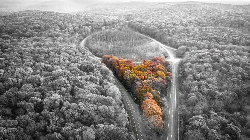 Vibrant Fall Contrast by Wei (David) Dai — canvas wall art