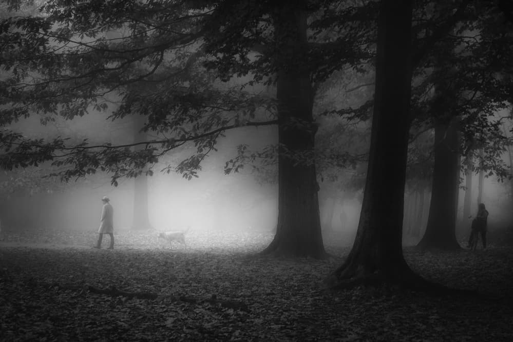 Misty Forest Walk by Saskia Dingemans — canvas wall art