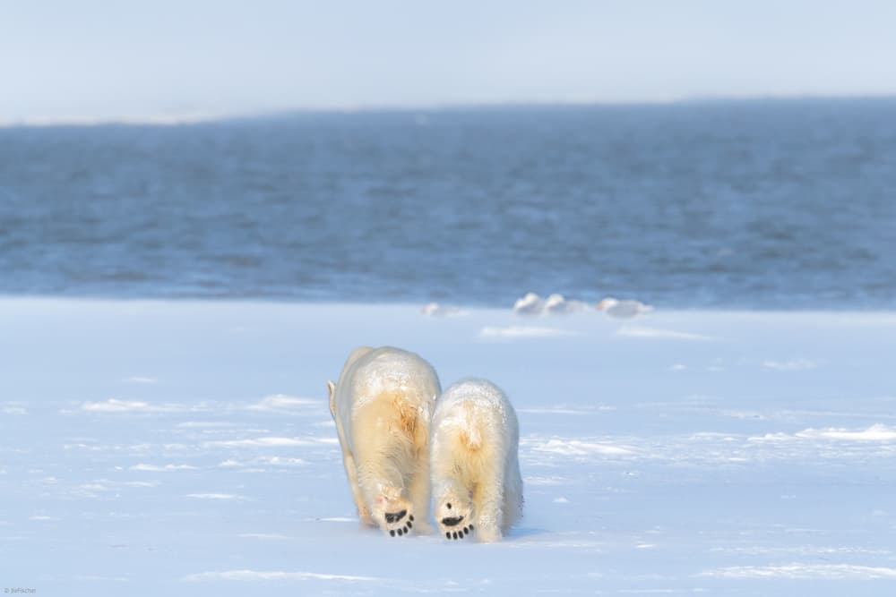 Polar Bear Mother and Cub by Jie Fischer — canvas wall art