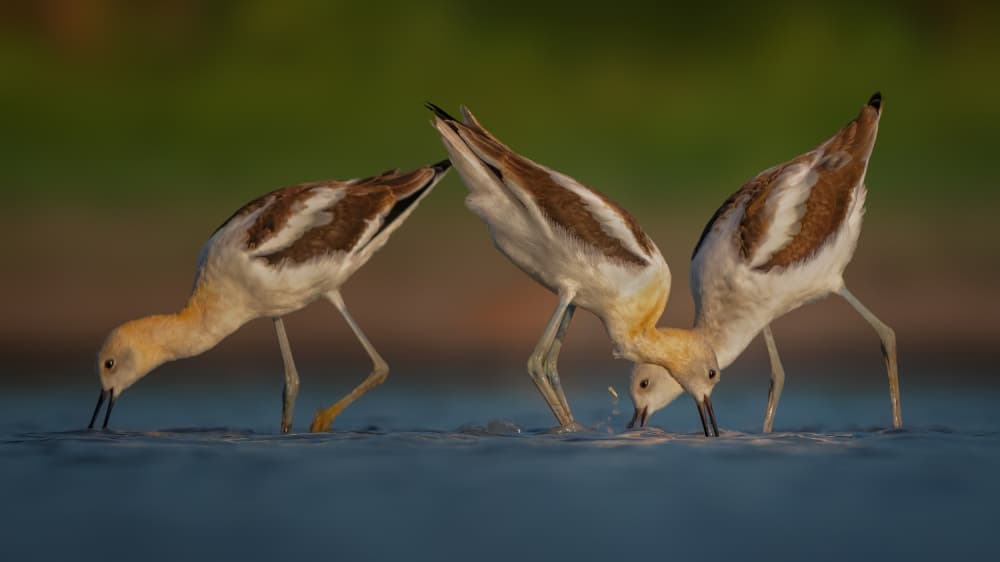 Synchronized Avocet Feeding by Jacob (Jian) Xu — canvas wall art