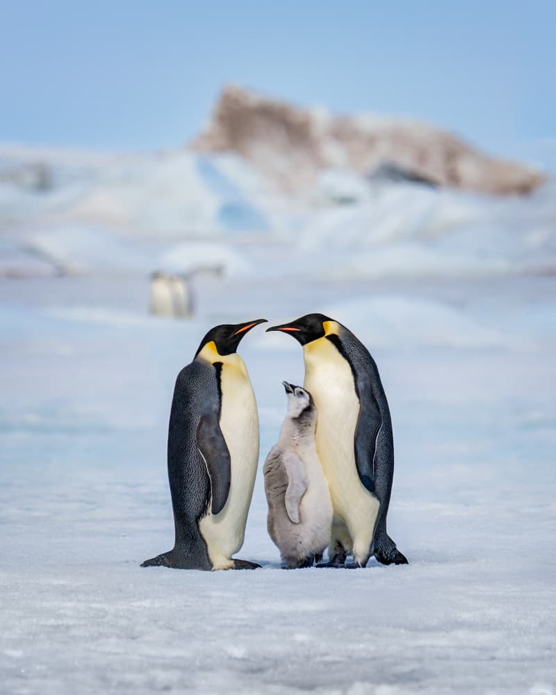 Emperor Penguin Family by Siyu_Wei APA — canvas wall art