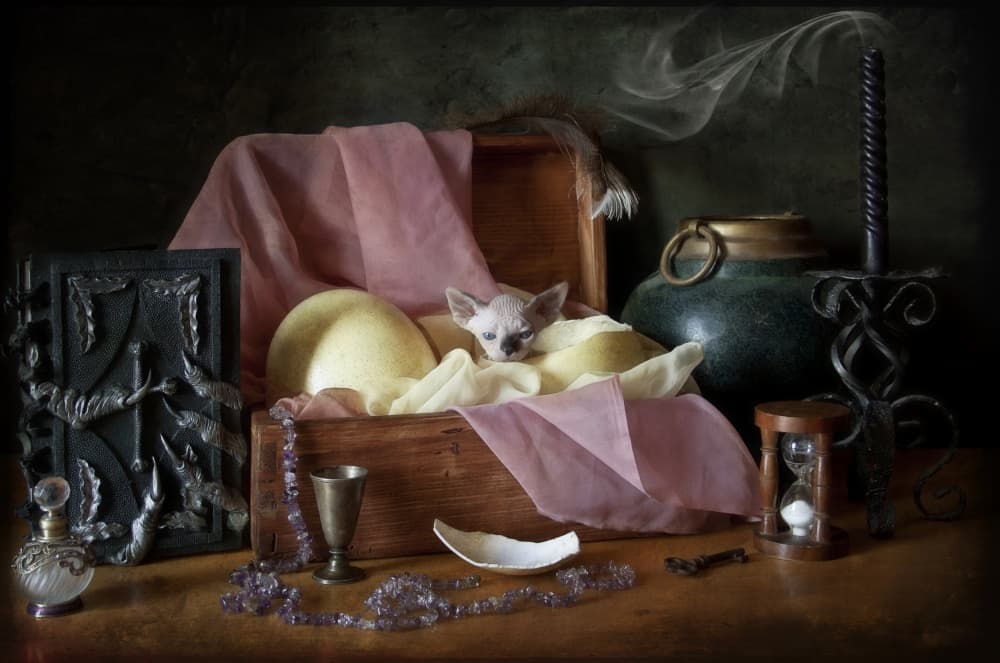 Mystical Kitten's Treasure Chest by Eleonora Grigorjeva — canvas wall art