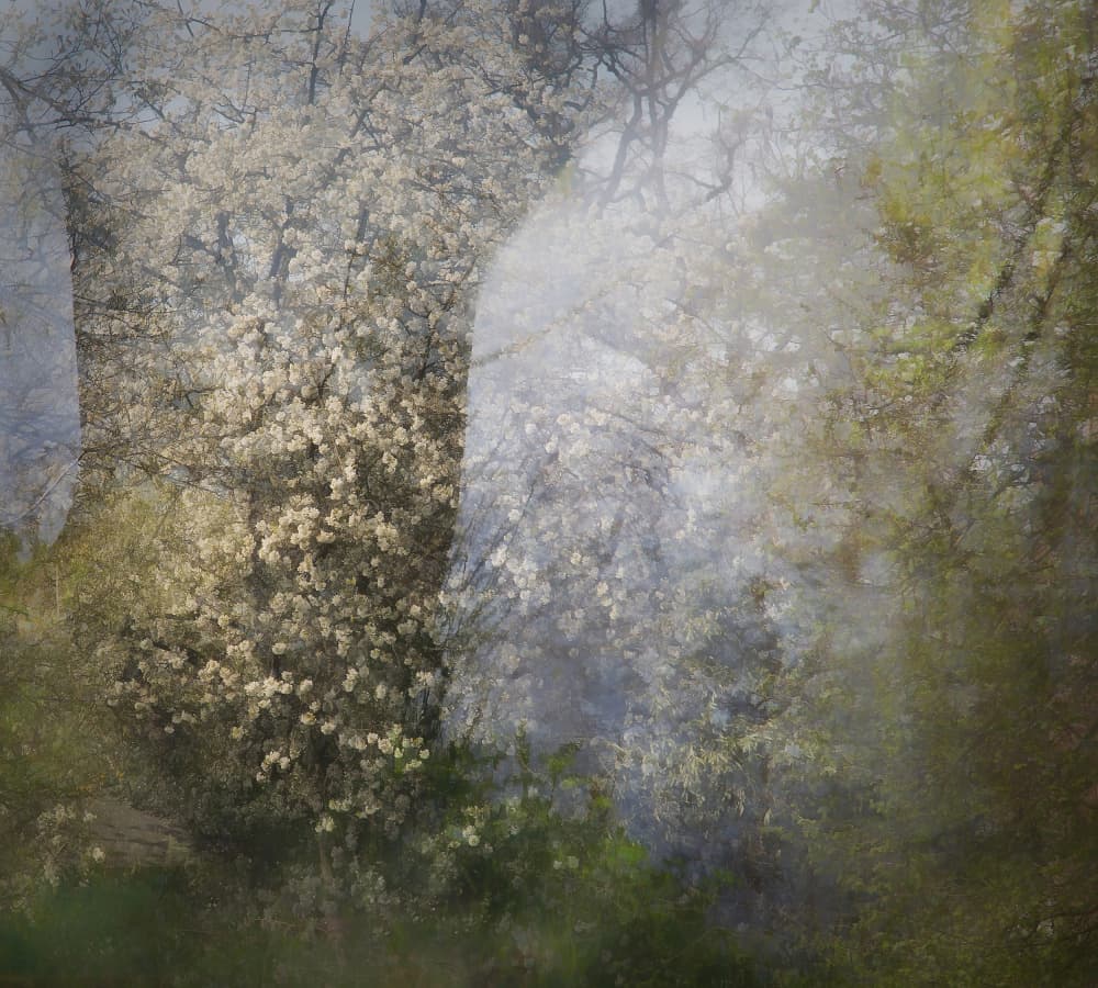 Blossom by Nel Talen — canvas wall art