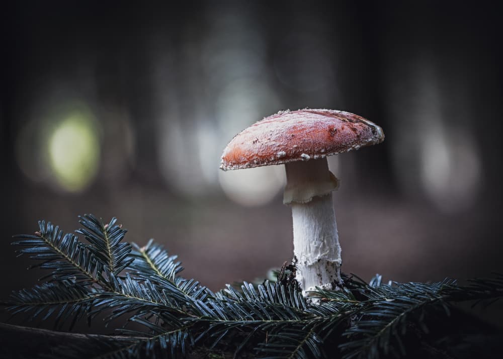 Moody Forest Mushroom by Sergio Barboni — canvas wall art