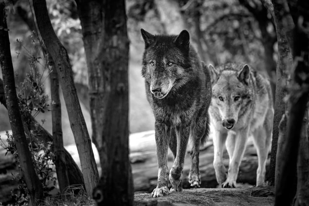 Black And Grey Wolves by Eiji Itoyama — canvas wall art