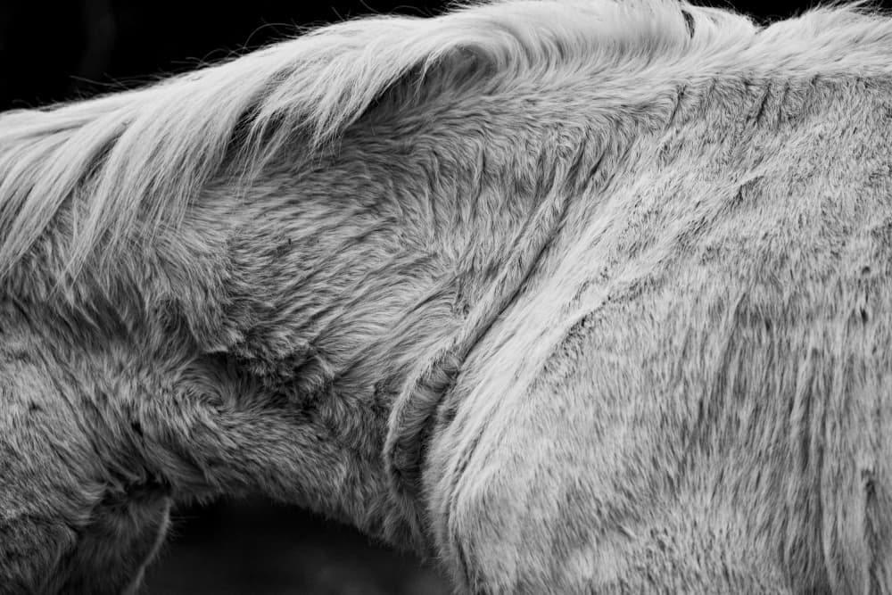 Textured Horse Coat by Marija Kordić — canvas wall art