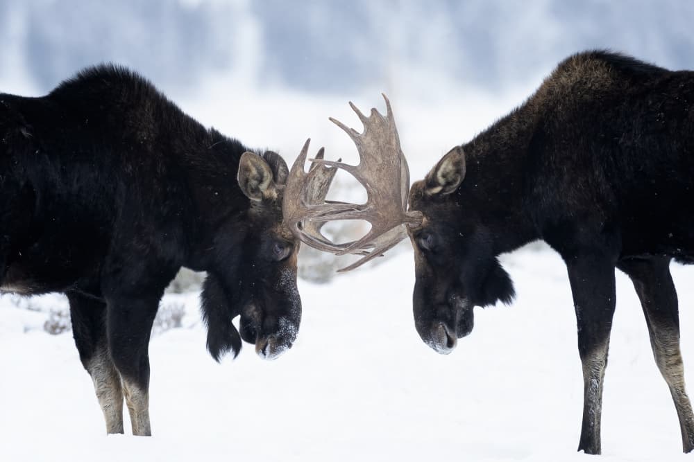 Moose Sparring In Snow by Max Wang — canvas wall art