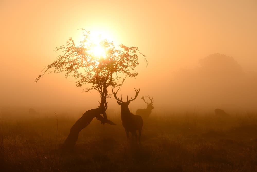 Stags in Misty Dawn by Robert Fabrowski — canvas wall art