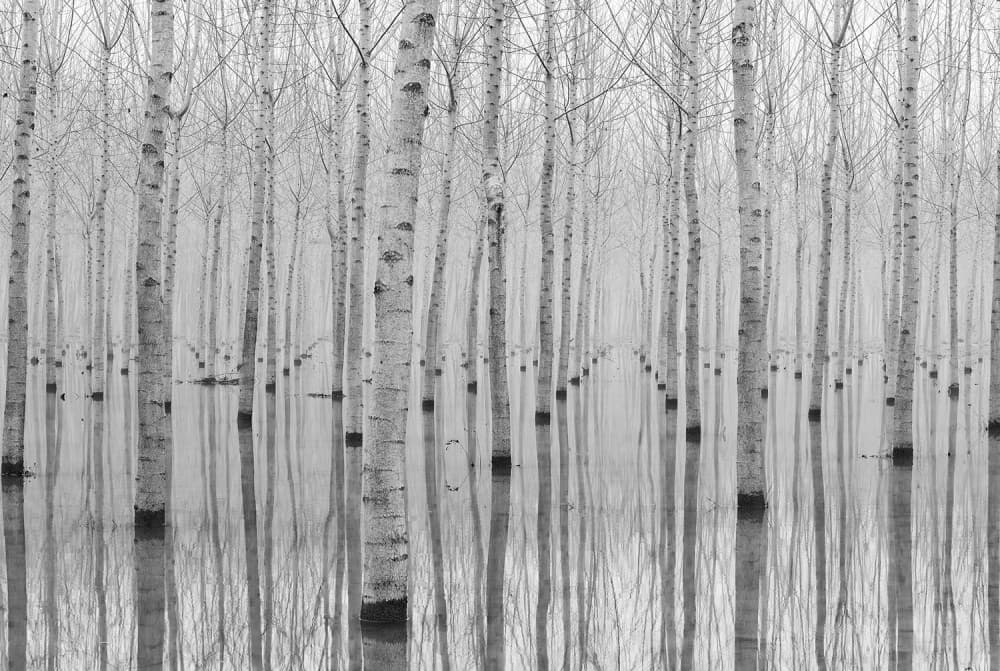 Misty Forest Reflections