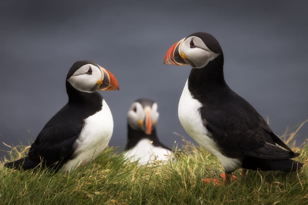 Three Atlantic Puffins by Dan Mirica — canvas wall art
