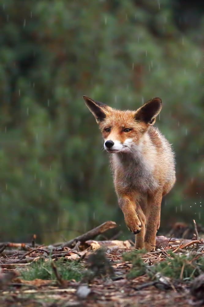 Red Fox In The Rain by Nicolás Merino — canvas wall art