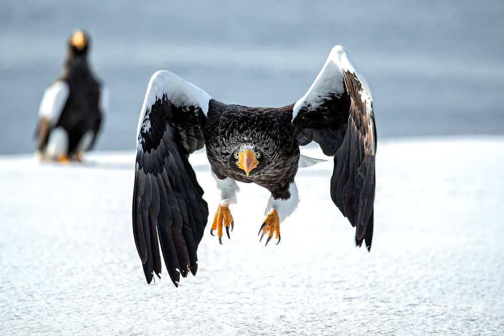 Steller's Sea Eagle Dive by Eiji Itoyama — canvas wall art