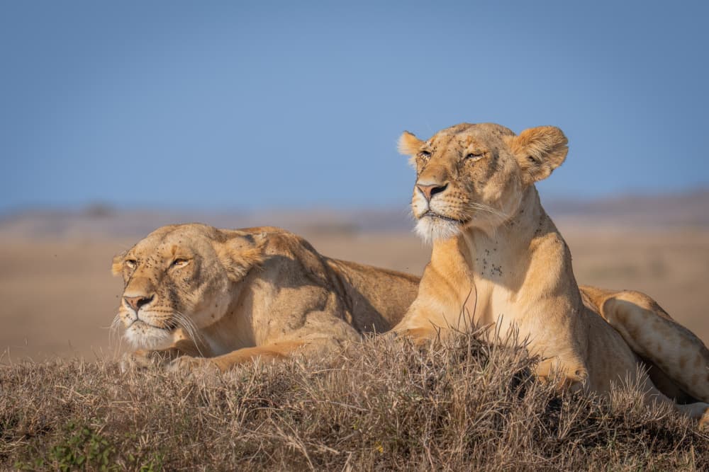 Savanna Lionesses Sunbathing by Dirk Koster — canvas wall art