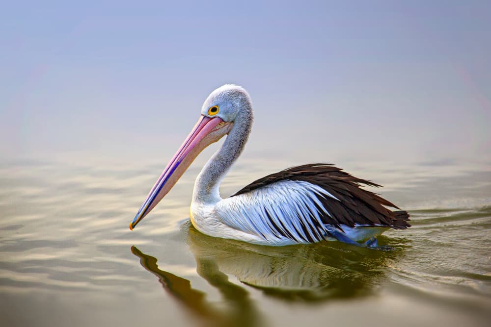 Graceful Pelican on Water by Rahul Wedpathak — canvas wall art