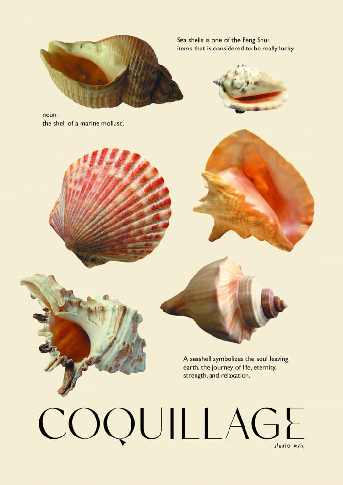 Coquillage Shells Still Life by Juliana Sampaio Silva — canvas wall art