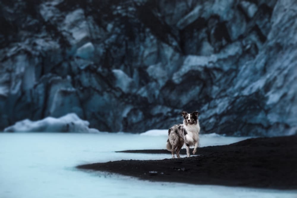 Glacial Lake Dog by Ve Shandor — canvas wall art