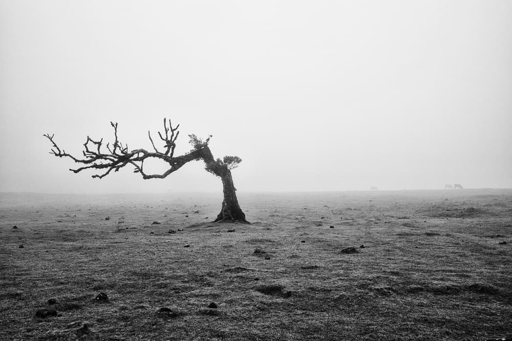 Solitary Tree In Fog by Peter Schaller — canvas wall art