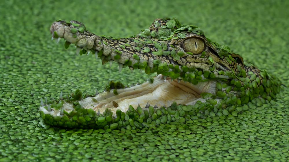 Green Duckweed Crocodile by Tantoyensen — canvas wall art